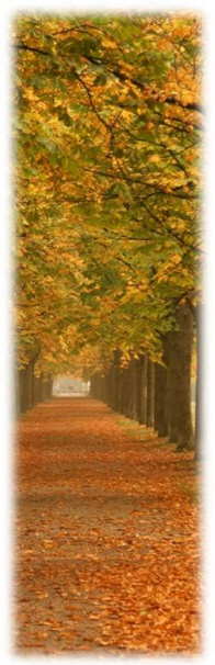 Herbstliche Allee